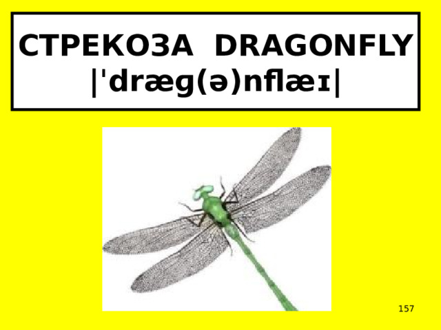 СТРЕКОЗА DRAGONFLY  |ˈdræɡ(ə)nflæɪ|  