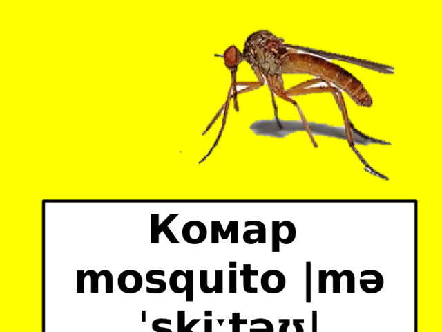 Комар mosquito |məˈskiːtəʊ|  