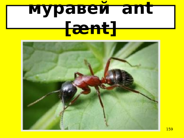 муравей ant [ænt]  