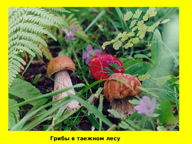 Грибы в таежном лесу 