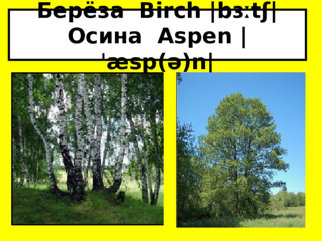Берёза Birch |bɜːtʃ|  Осина Aspen |ˈæsp(ə)n|  