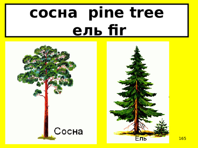 сосна pine tree  ель fir  