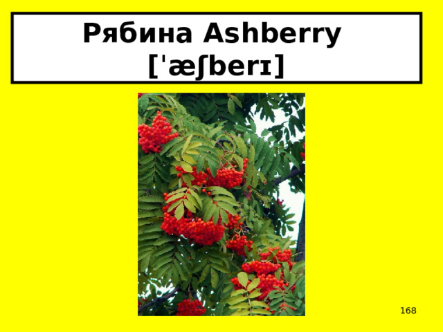 Рябина Ashberry  [ˈæʃberɪ]  