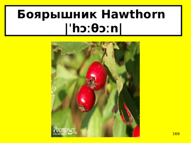 Боярышник Hawthorn  |ˈhɔːθɔːn|  