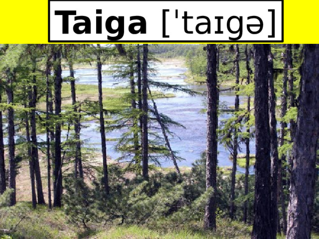 Taiga [ˈtaɪgə]  