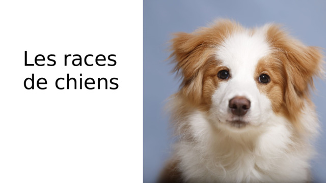 Les races de chiens 
