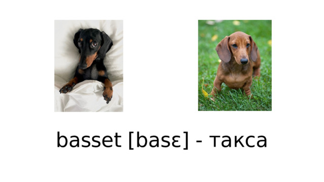 basset [basɛ] - такса 