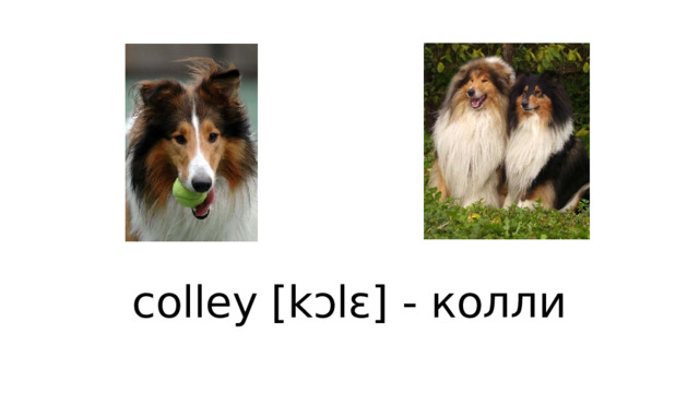 colley [kɔlɛ] - колли 