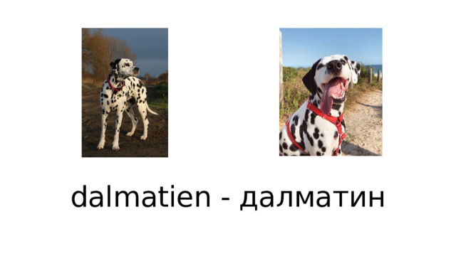 dalmatien - далматин 