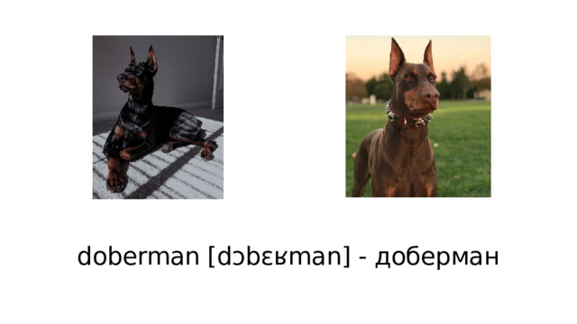 doberman [dɔbɛʁman] - доберман 