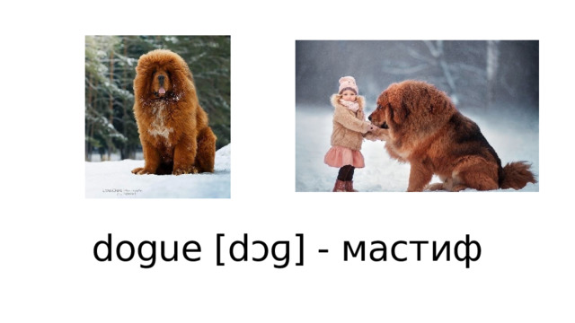 dogue [dɔɡ] - мастиф 