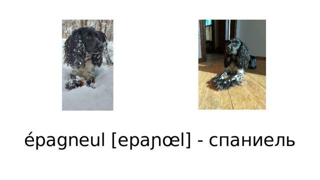 épagneul [epaɲœl] - спаниель 