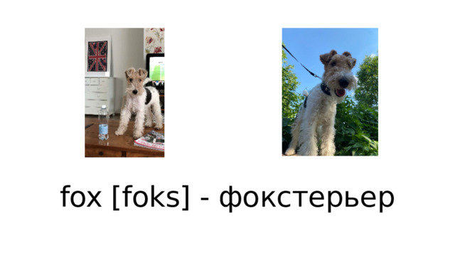 fox [foks] - фокстерьер 