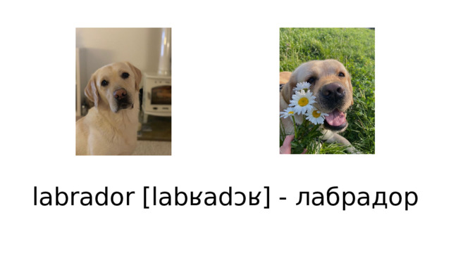 labrador [labʁadɔʁ] - лабрадор 