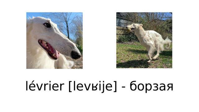 lévrier [levʁije] - борзая 