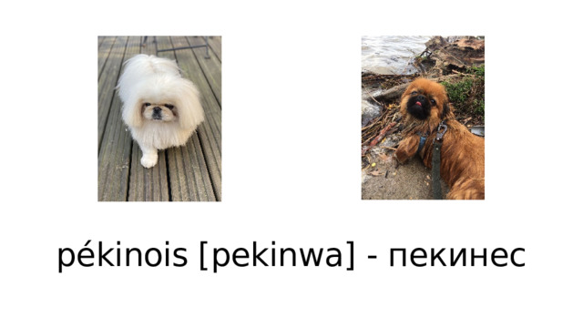 pékinois [pekinwa] - пекинес 