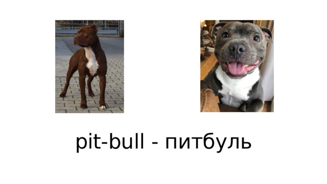 pit-bull - питбуль 