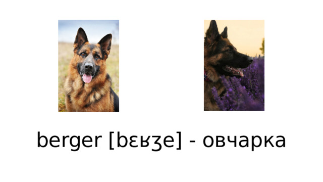 berger [bɛʁʒe] - овчарка 