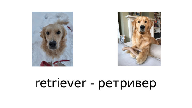 retriever - ретривер 
