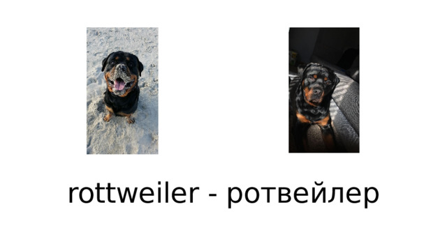 rottweiler - ротвейлер 