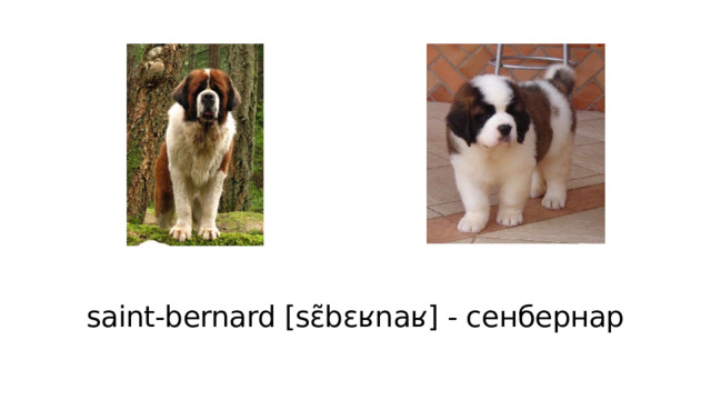 saint-bernard [sɛ̃bɛʁnaʁ] - сенбернар 