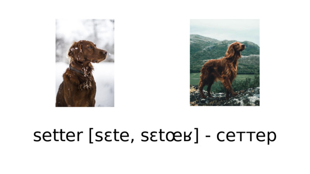 setter [sɛte, sɛtœʁ] - сеттер 