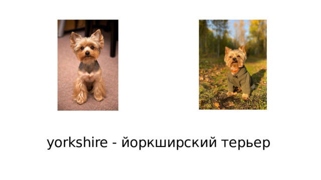 yorkshire - йоркширский терьер  