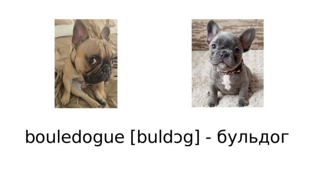 bouledogue [buldɔg] - бульдог 