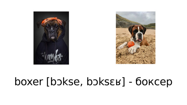 boxer [bɔkse, bɔksɛʁ] - боксер 