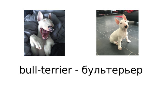 bull-terrier - бультерьер 