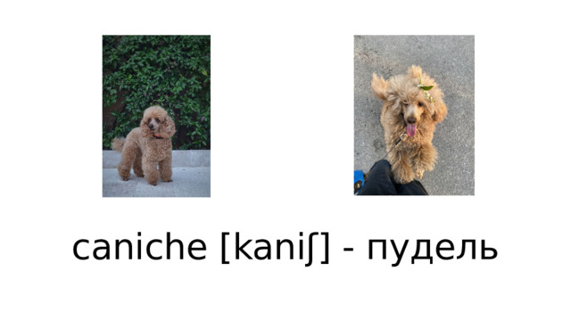 caniche [kaniʃ] - пудель 
