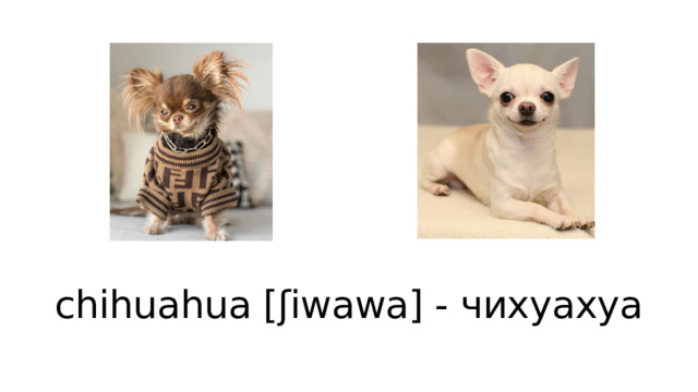 chihuahua [ʃiwawa] - чихуахуа 
