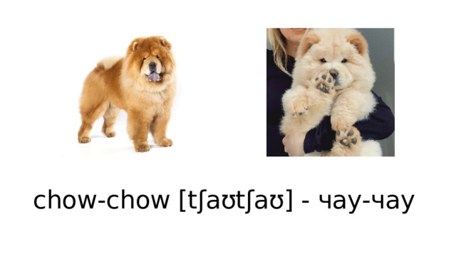 chow-chow [tʃaʊtʃaʊ] - чау-чау  