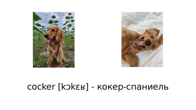 cocker [kɔkɛʁ] - кокер-спаниель 