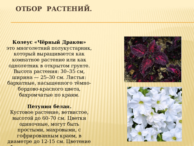 Отбор растений. Колеус «Чёрный Дракон» это многолетний полукустарник, который выращивается как комнатное растение или как однолетник в открытом грунте. Высота растения: 30–35 см, ширина — 25–30 см. Листья: бархатные, насыщенного тёмно-бордово-красного цвета, бахромчатые по краям . Петуния белая. Кустовое растение, ветвистое, высотой до 60-70 см. Цветки одиночные, могут быть простыми, махровыми, с гофрированным краем, в диаметре до 12-15 см. Цветение обильное, длится с конца мая до заморозков.  