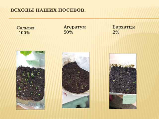 Всходы наших посевов. Агератум 50% Бархатцы 2%  Сальвия 100% 