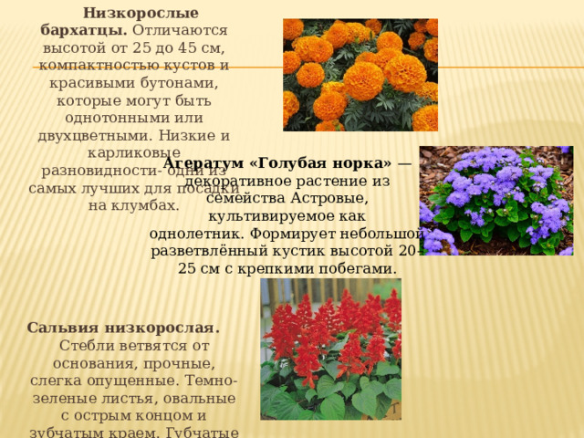  Низкорослые бархатцы. Отличаются высотой от 25 до 45 см, компактностью кустов и красивыми бутонами, которые могут быть однотонными или двухцветными. Низкие и карликовые разновидности- одни из самых лучших для посадки на клумбах. Сальвия низкорослая. Стебли ветвятся от основания, прочные, слегка опущенные. Темно- зеленые листья, овальные с острым концом и зубчатым краем. Губчатые цветки, образованные в мутовки, которые образуют соцветие длиной до 20 м. Агератум «Голубая норка»  — декоративное растение из семейства Астровые, культивируемое как однолетник. Формирует небольшой разветвлённый кустик высотой 20–25 см с крепкими побегами. 
