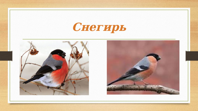 Снегирь 