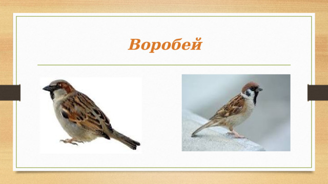 Воробей 