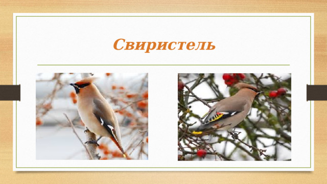 Свиристель 