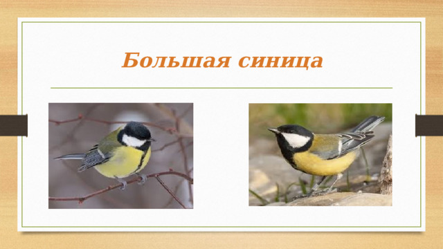Большая синица 