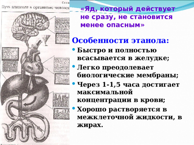 «Яд, который действует не сразу, не становится менее опасным» Особенности этанола: Особенности этанола: Особенности этанола: Быстро и полностью всасывается в желудке; Легко преодолевает биологические мембраны; Через 1-1,5 часа достигает максимальной концентрации в крови; Хорошо растворяется в межклеточной жидкости, в жирах. Быстро и полностью всасывается в желудке; Легко преодолевает биологические мембраны; Через 1-1,5 часа достигает максимальной концентрации в крови; Хорошо растворяется в межклеточной жидкости, в жирах. Быстро и полностью всасывается в желудке; Легко преодолевает биологические мембраны; Через 1-1,5 часа достигает максимальной концентрации в крови; Хорошо растворяется в межклеточной жидкости, в жирах.    