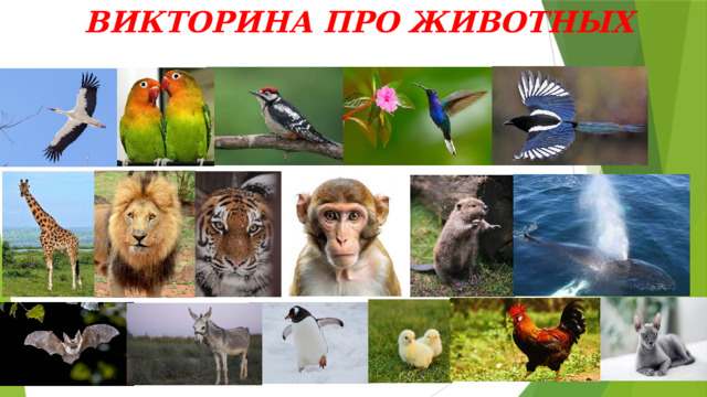  ВИКТОРИНА ПРО ЖИВОТНЫХ   
