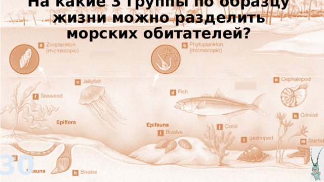 На какие 3 группы по образцу жизни можно разделить морских обитателей? 30 
