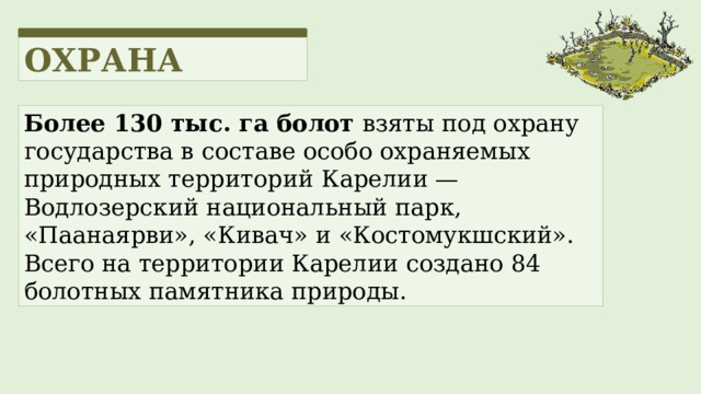 ОХРАНА Более 130 тыс. га болот  взяты под охрану государства в составе особо охраняемых природных территорий Карелии — Водлозерский национальный парк, «Паанаярви», «Кивач» и «Костомукшский». Всего на территории Карелии создано 84 болотных памятника природы. 