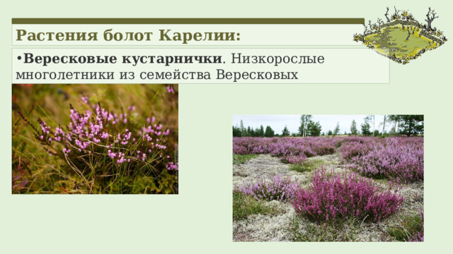 Растения болот Карелии: Вересковые кустарнички . Низкорослые многолетники из семейства Вересковых 