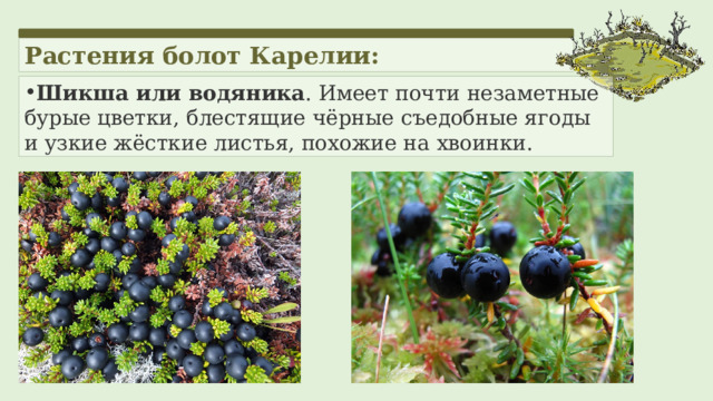 Растения болот Карелии: Шикша или водяника . Имеет почти незаметные бурые цветки, блестящие чёрные съедобные ягоды и узкие жёсткие листья, похожие на хвоинки.  