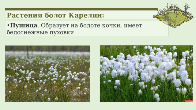 Растения болот Карелии: Пушица . Образует на болоте кочки, имеет белоснежные пуховки 