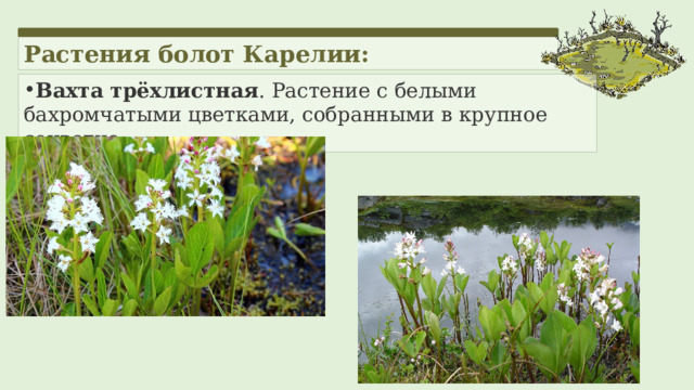 Растения болот Карелии: Вахта трёхлистная . Растение с белыми бахромчатыми цветками, собранными в крупное соцветие. 