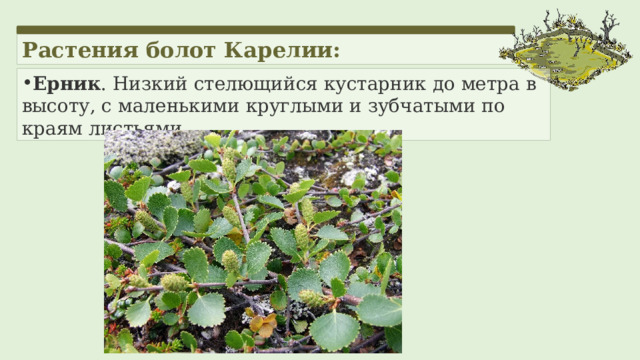 Растения болот Карелии: Ерник . Низкий стелющийся кустарник до метра в высоту, с маленькими круглыми и зубчатыми по краям листьями.  